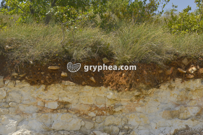 Sol sur roche calcaire - gryphea.org